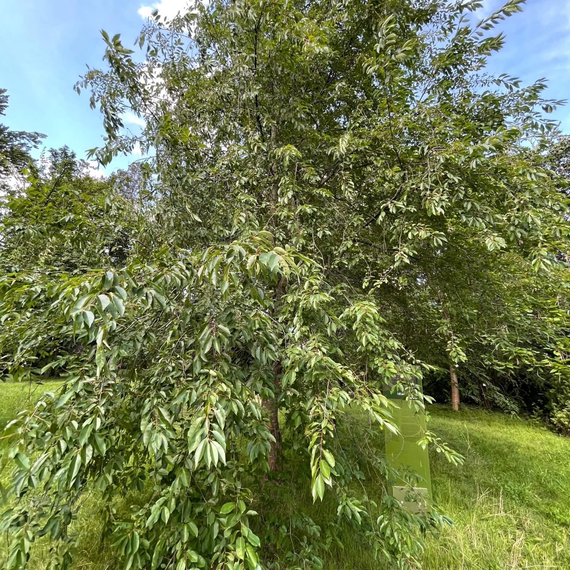 Späte Trauben-Kirsche (Prunus serotina)