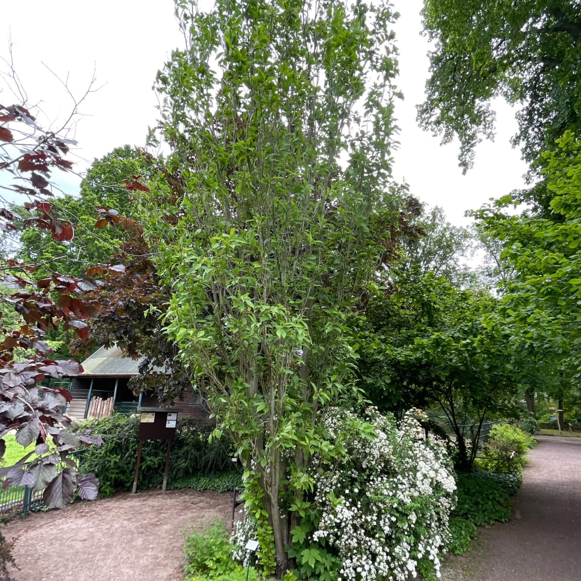 Säulenkirsche 'Amanogawa' (Prunus serrulata 'Amanogawa')