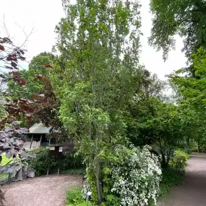 Foto von Säulenkirsche 'Amanogawa' (Prunus serrulata 'Amanogawa')