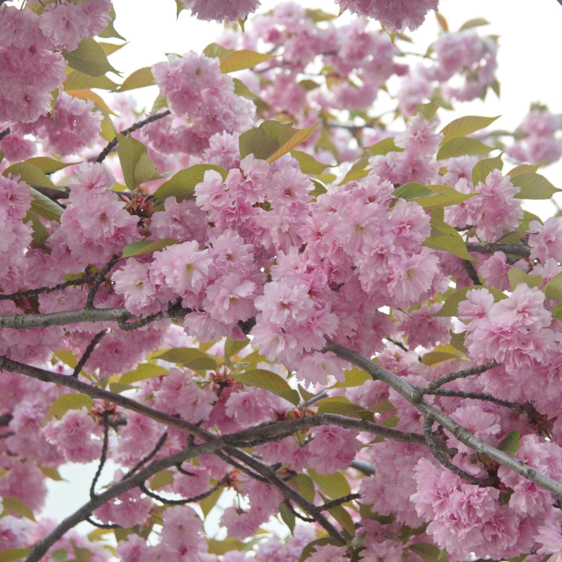 Japanische Blütenkirsche 'Kanzan' (Prunus serrulata 'Kanzan')