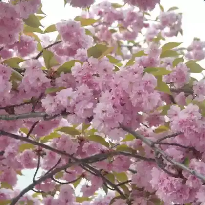Foto von Japanische Blütenkirsche 'Kanzan' (Prunus serrulata 'Kanzan')