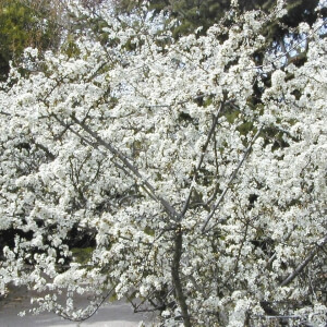 Prunus spinosa