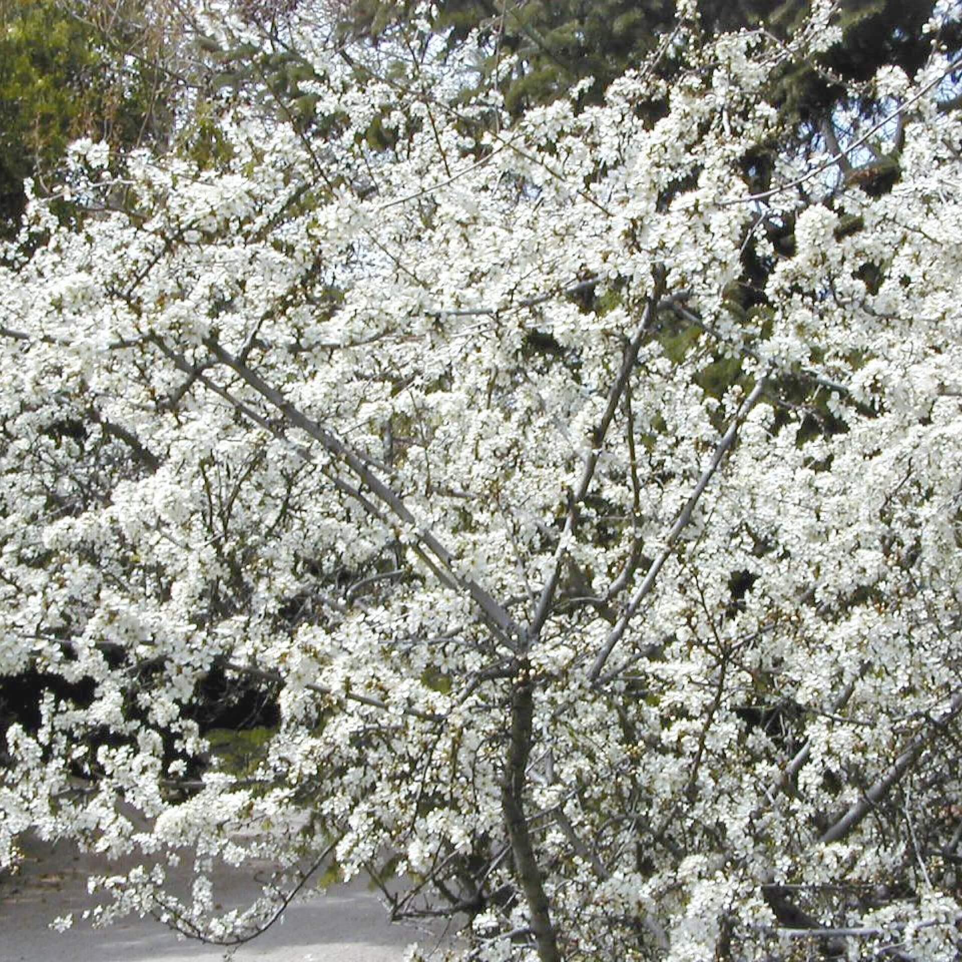 Schlehe (Prunus spinosa)