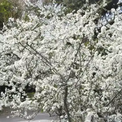 Foto von Schlehe (Prunus spinosa)
