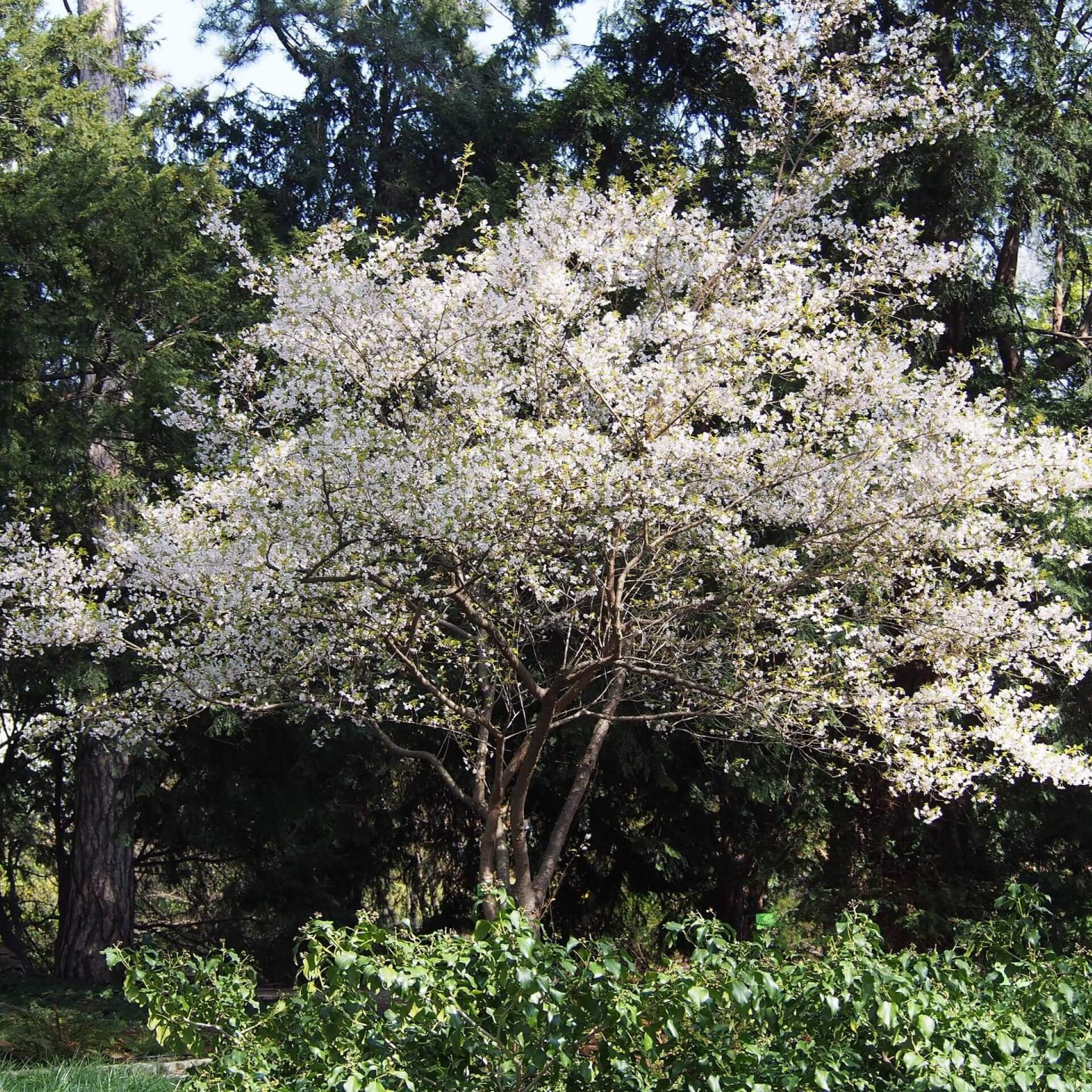 Higan-Kirsche (Prunus subhirtella)