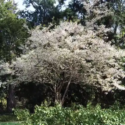 Foto von Higan-Kirsche (Prunus subhirtella)