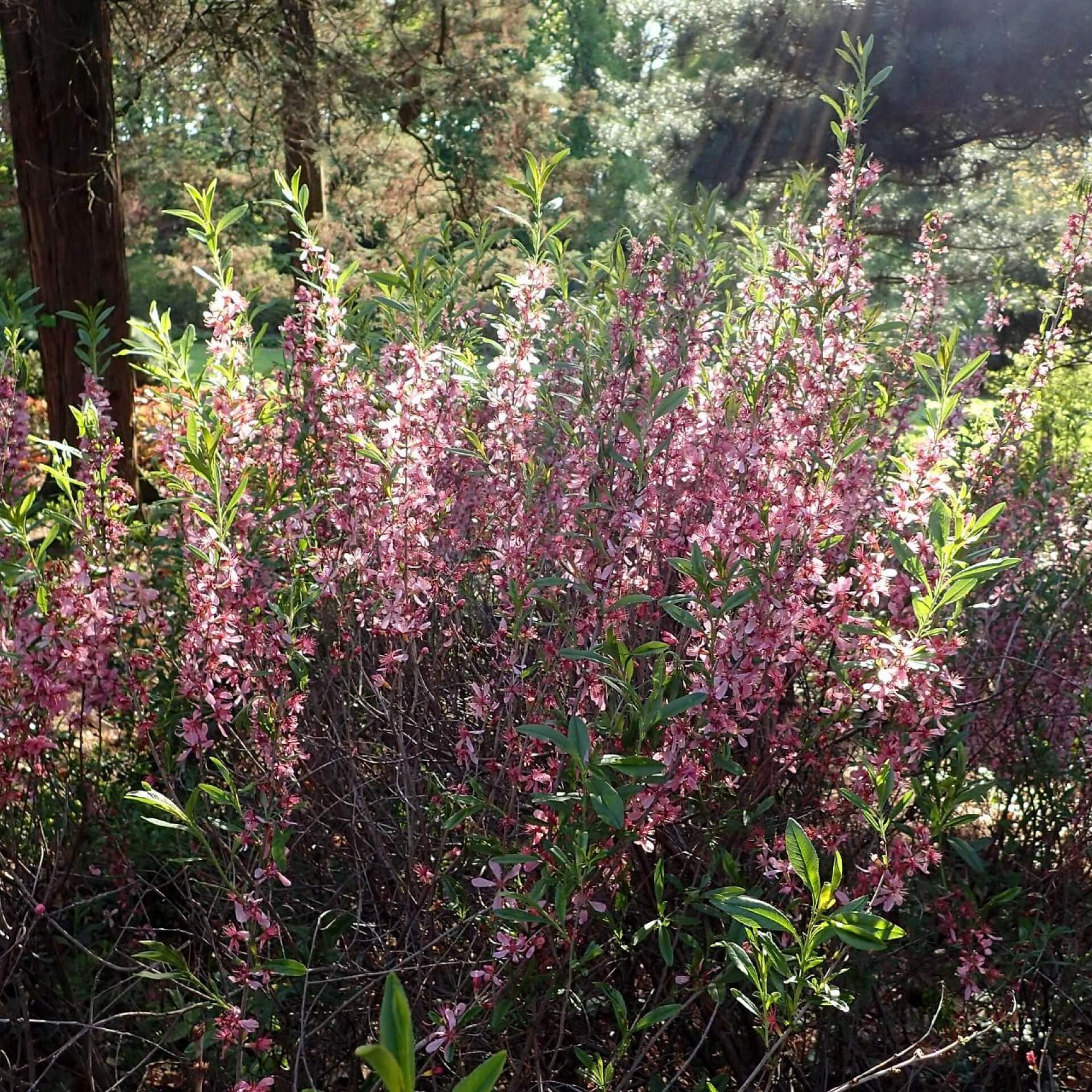 Zwerg-Mandel (Prunus tenella)