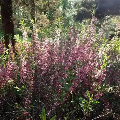 Foto von Zwerg-Mandel (Prunus tenella)