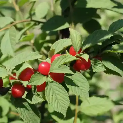 Foto von Japanische Mandel-Kirsche (Prunus tomentosa)