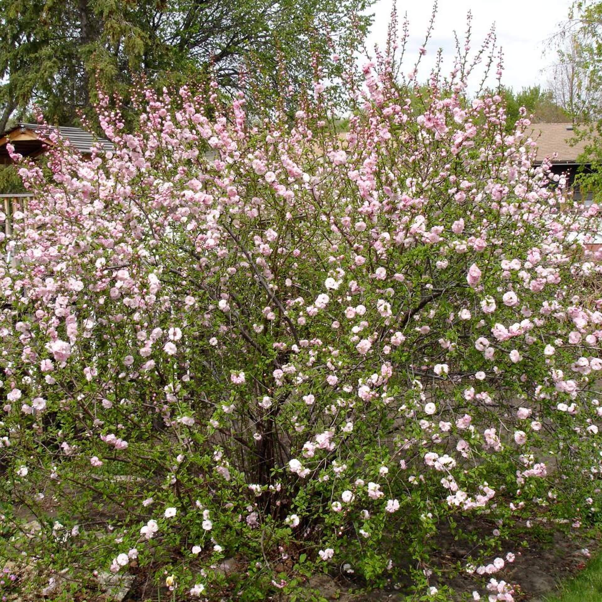 Mandelbäumchen (Prunus triloba)