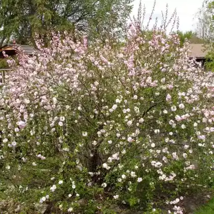 Foto von Mandelbäumchen (Prunus triloba)