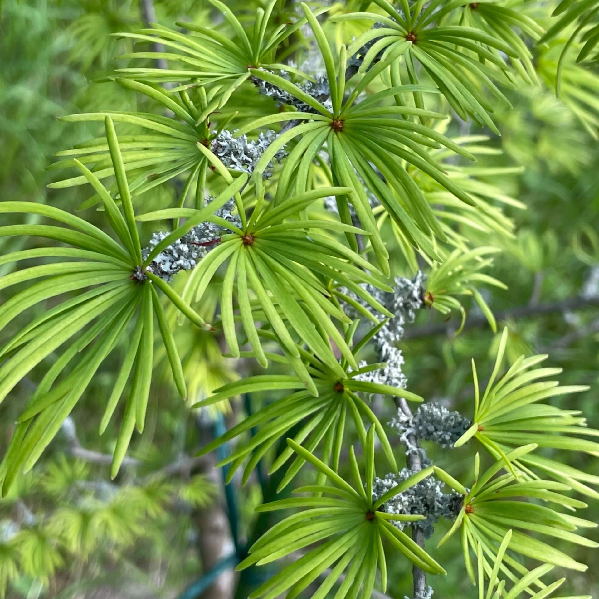 Goldlärche (Pseudolarix amabilis)