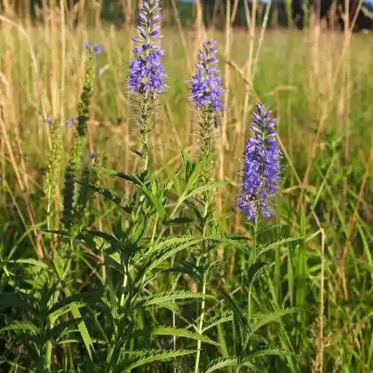Foto von Langblättriger Ehrenpreis (Pseudolysimachion longifolium)