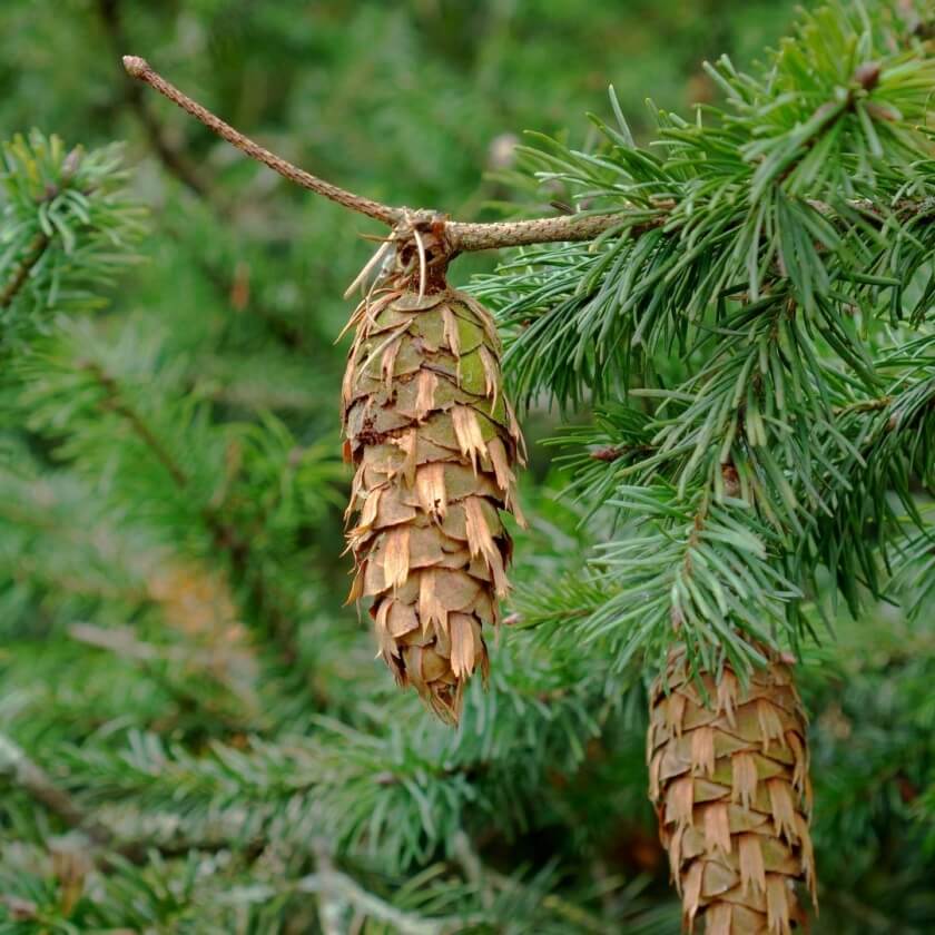 Gewöhnliche Douglasie / Pseudotsuga menziesii