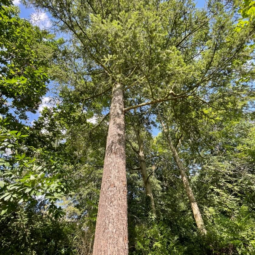 Gewöhnliche Douglasie / Pseudotsuga menziesii