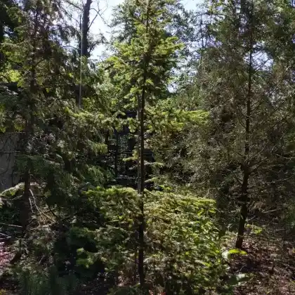 Foto von Gewöhnliche Douglasie (Pseudotsuga menziesii)