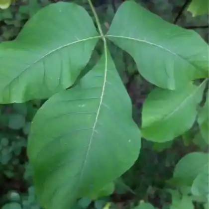 Foto von Kleeulme (Ptelea trifoliata)