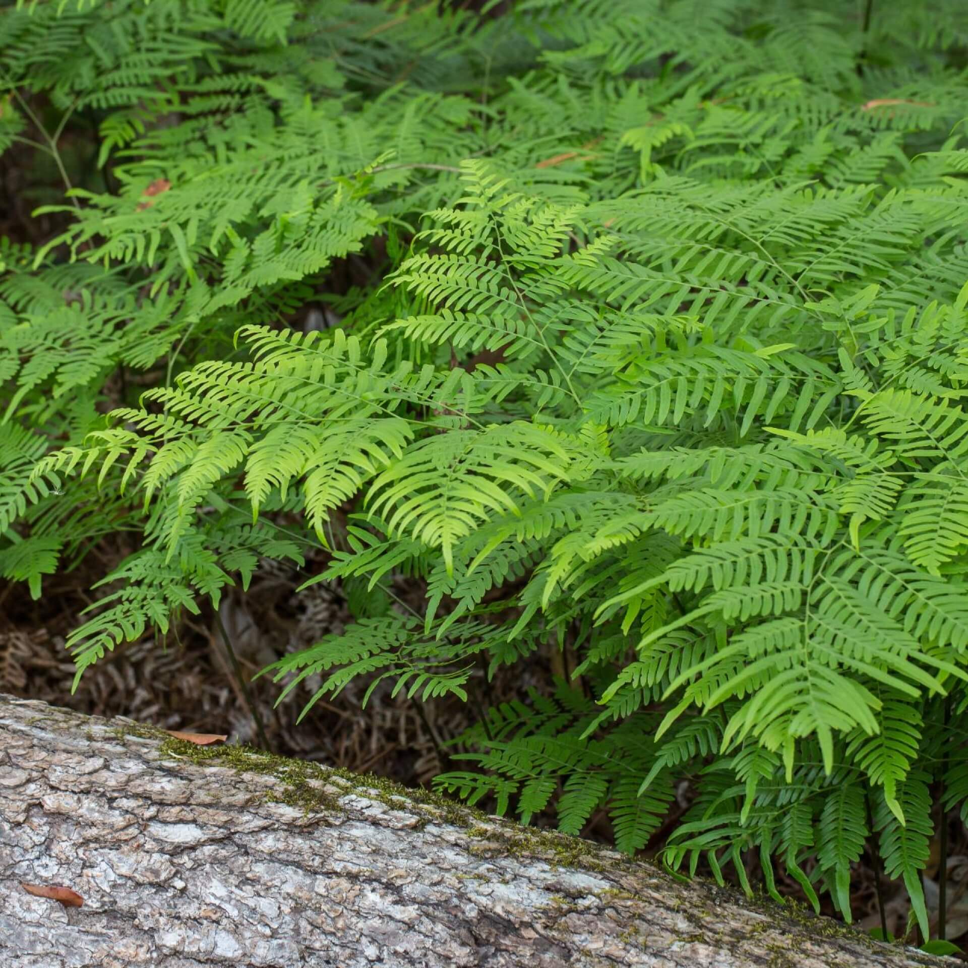 Adlerfarn (Pteridium aquilinum)