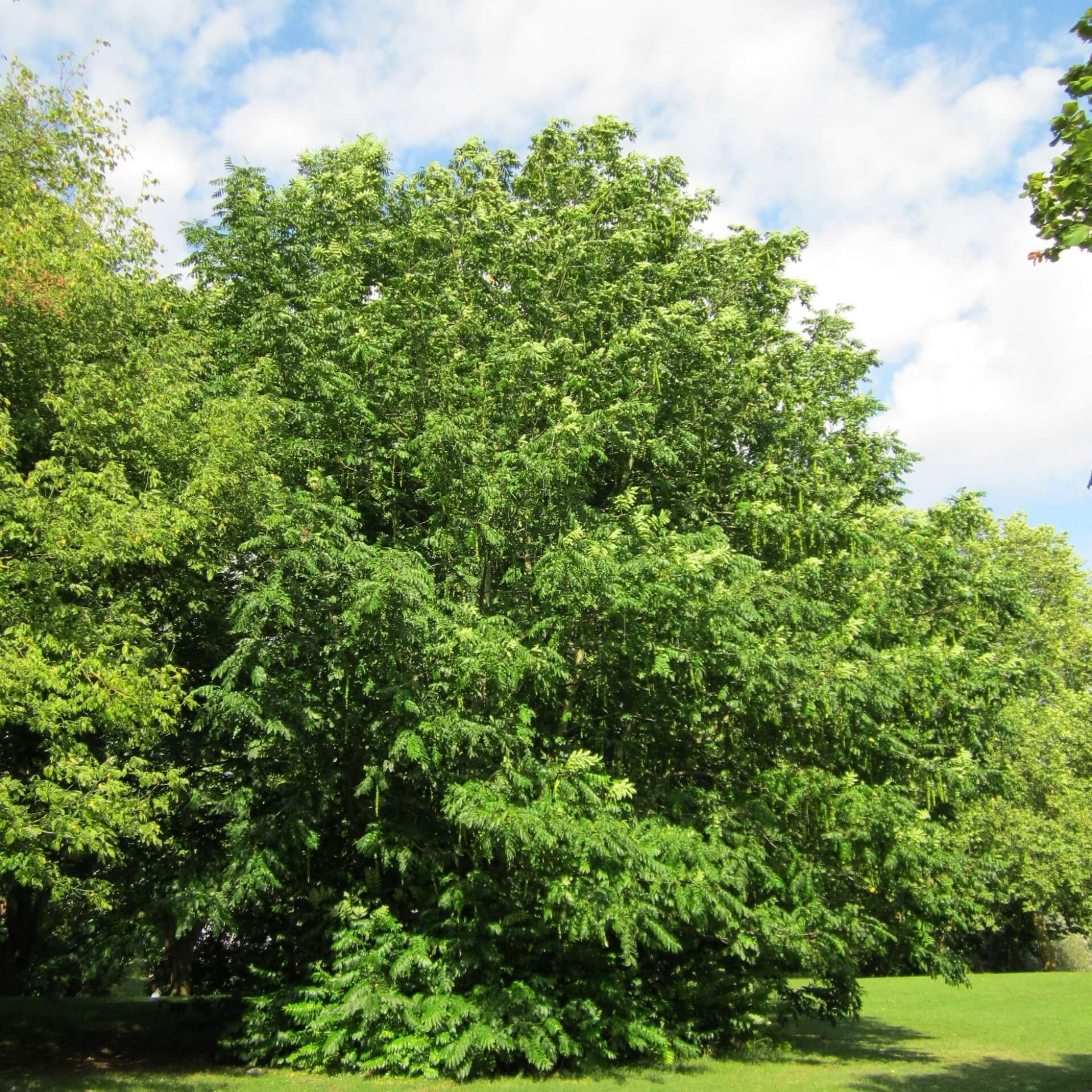 Kaukasische Flügelnuss (Pterocarya fraxinifolia)