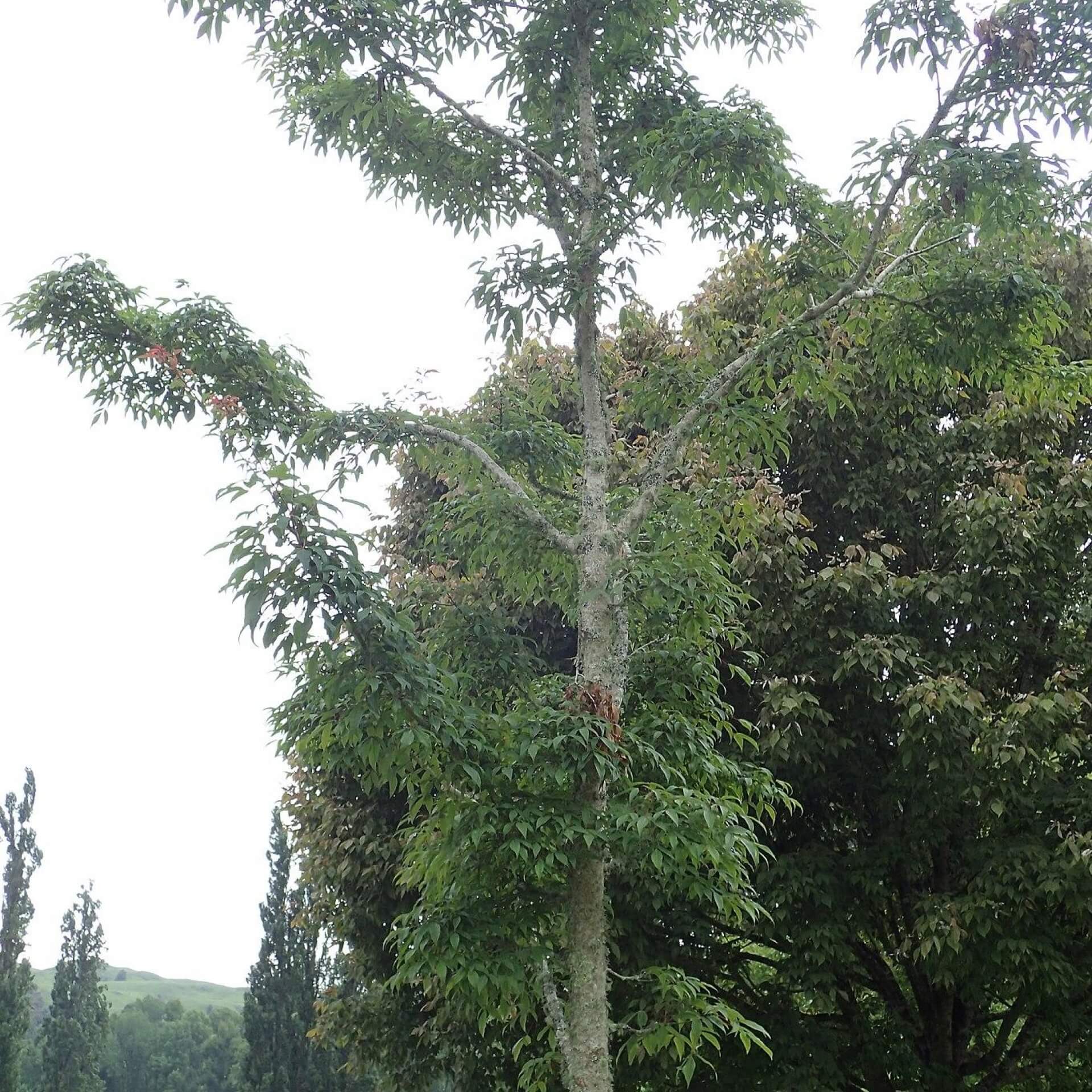 Mandschurischer Ahorn (Acer mandshuricum)