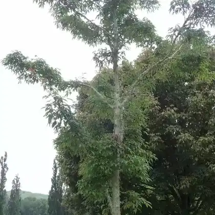 Foto von Mandschurischer Ahorn (Acer mandshuricum)