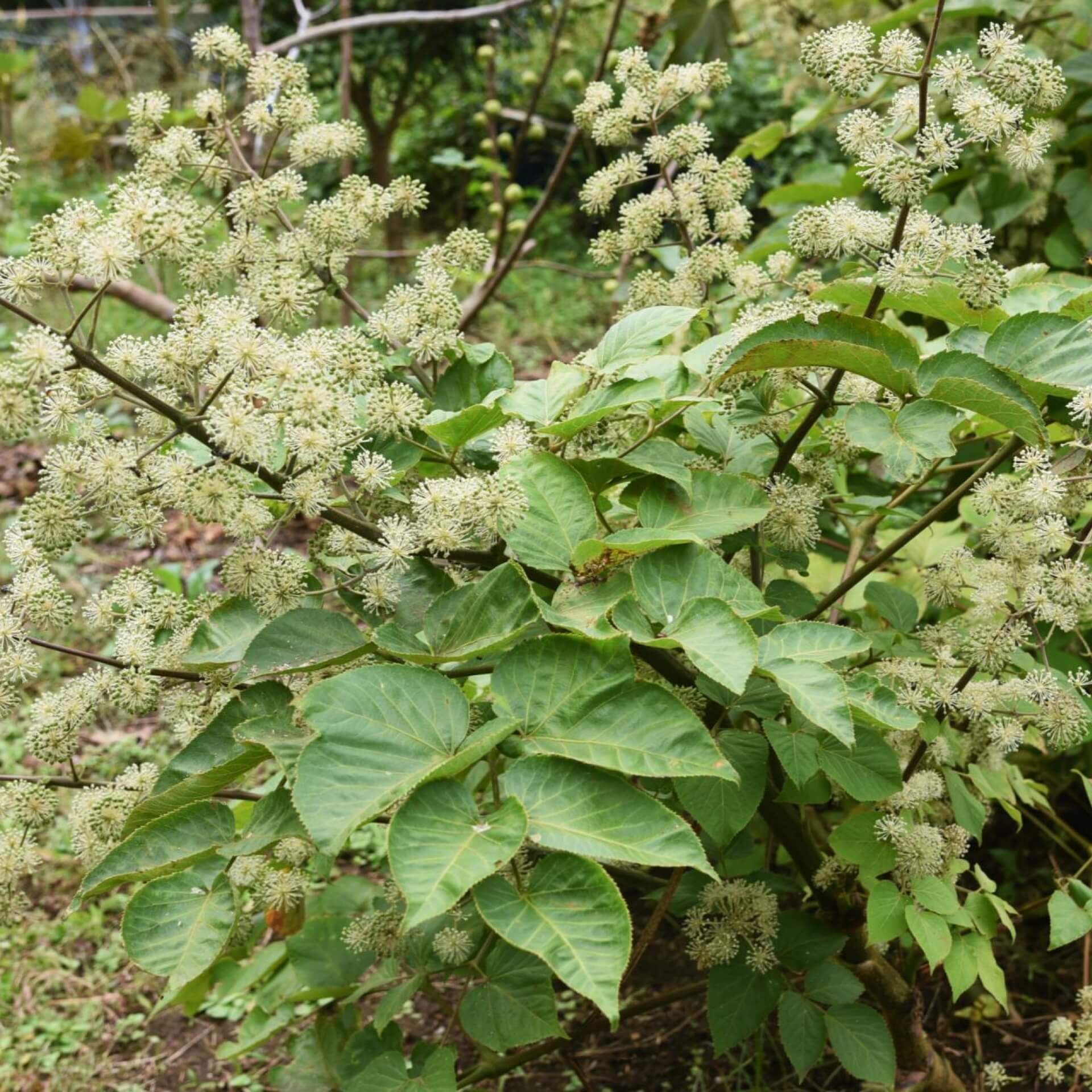 Aralie (Aralia cordata)