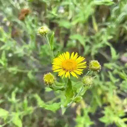 Foto von Großes Flohkraut (Pulicaria dysenterica)