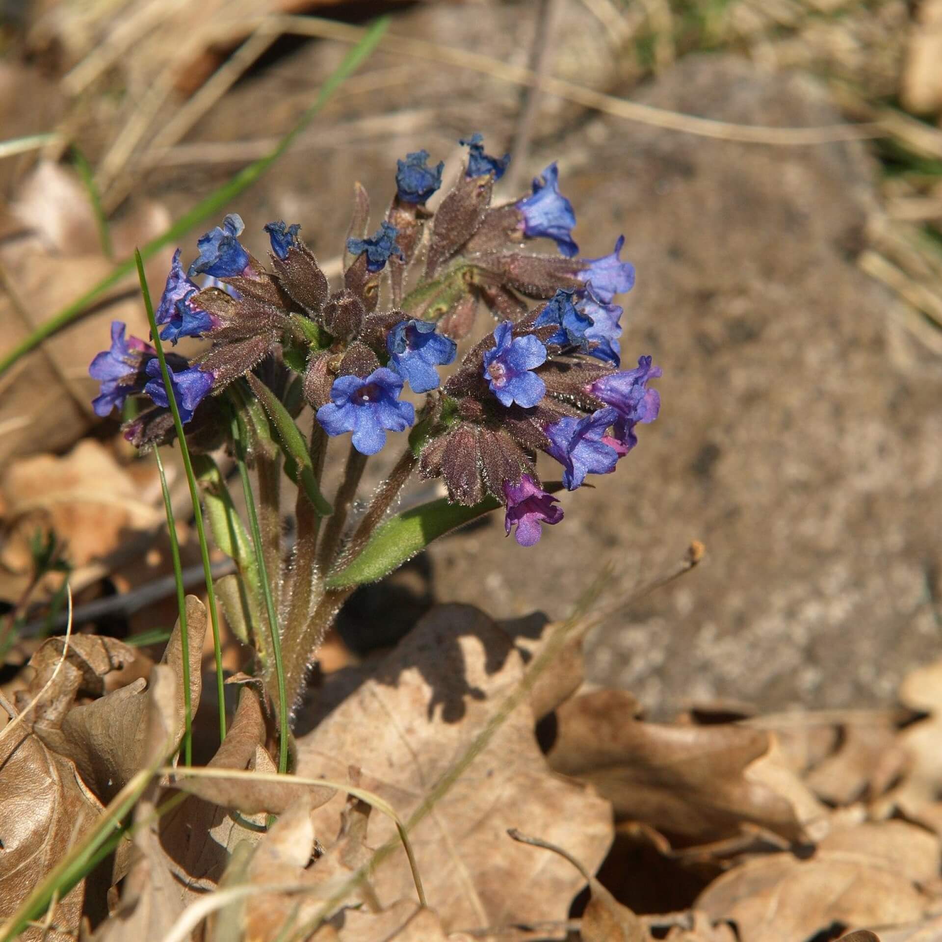 Schmalblättriges Lungenkraut (Pulmonaria angustifolia)