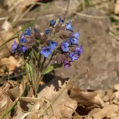 Foto von Schmalblättriges Lungenkraut (Pulmonaria angustifolia)