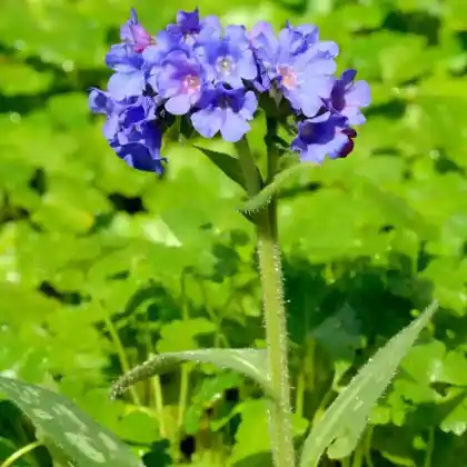 Foto von Langblättriges Lungenkraut (Pulmonaria longifolia)