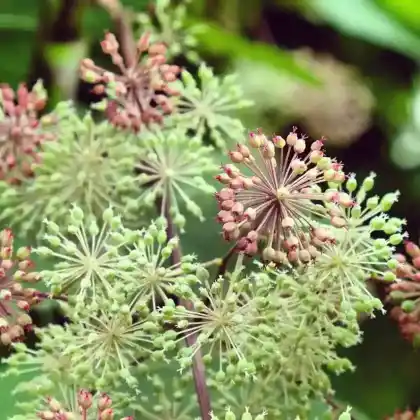 Foto von Goldene Stauden-Aralie (Aralia cordata 'Sunking')