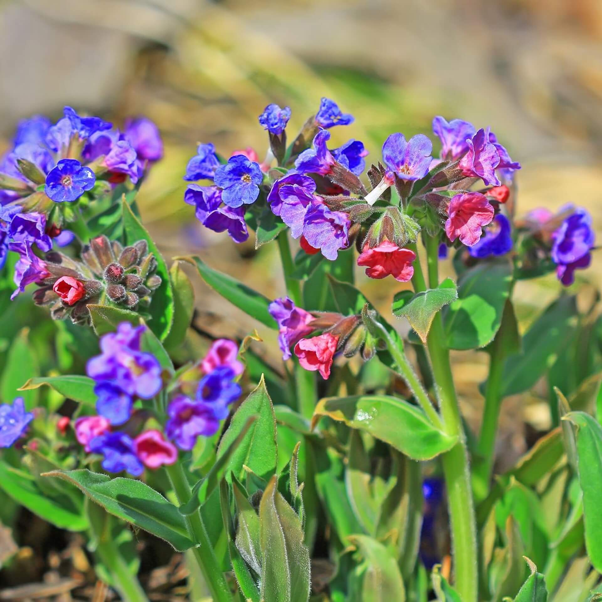 Weiches Lungenkraut (Pulmonaria mollis)