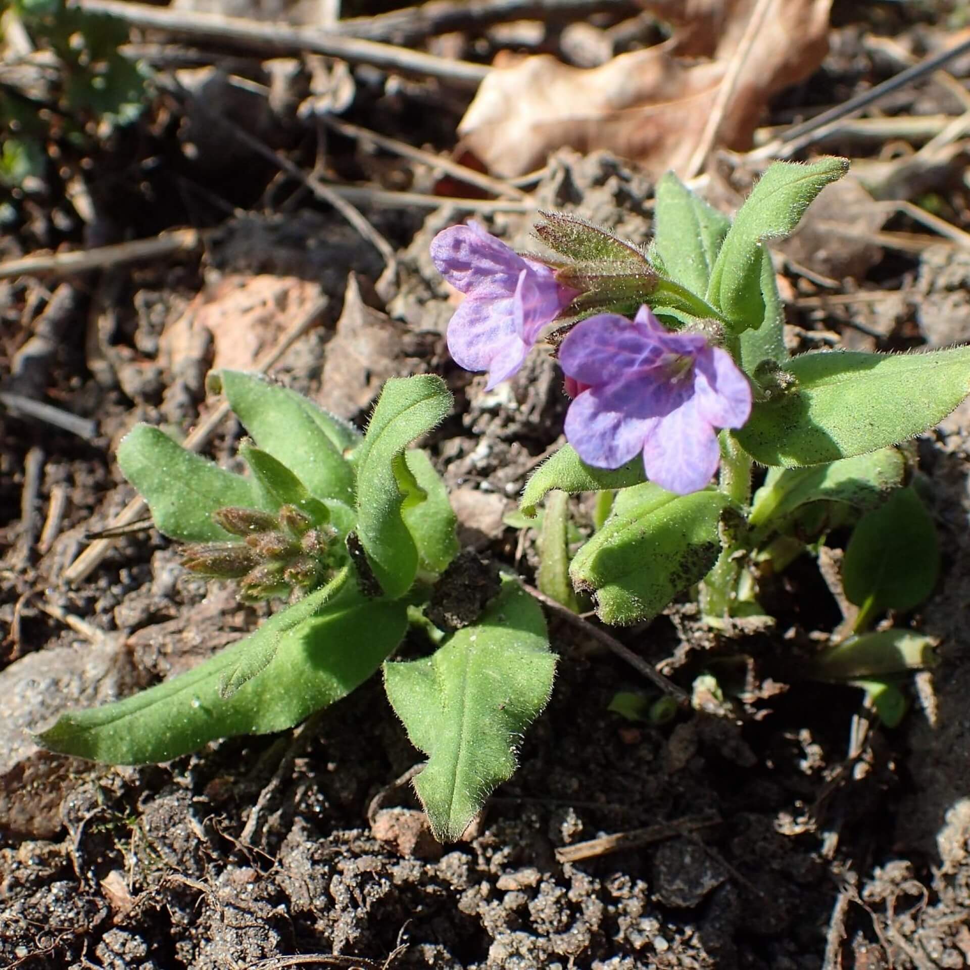 Dunkles Lungenkraut (Pulmonaria obscura)