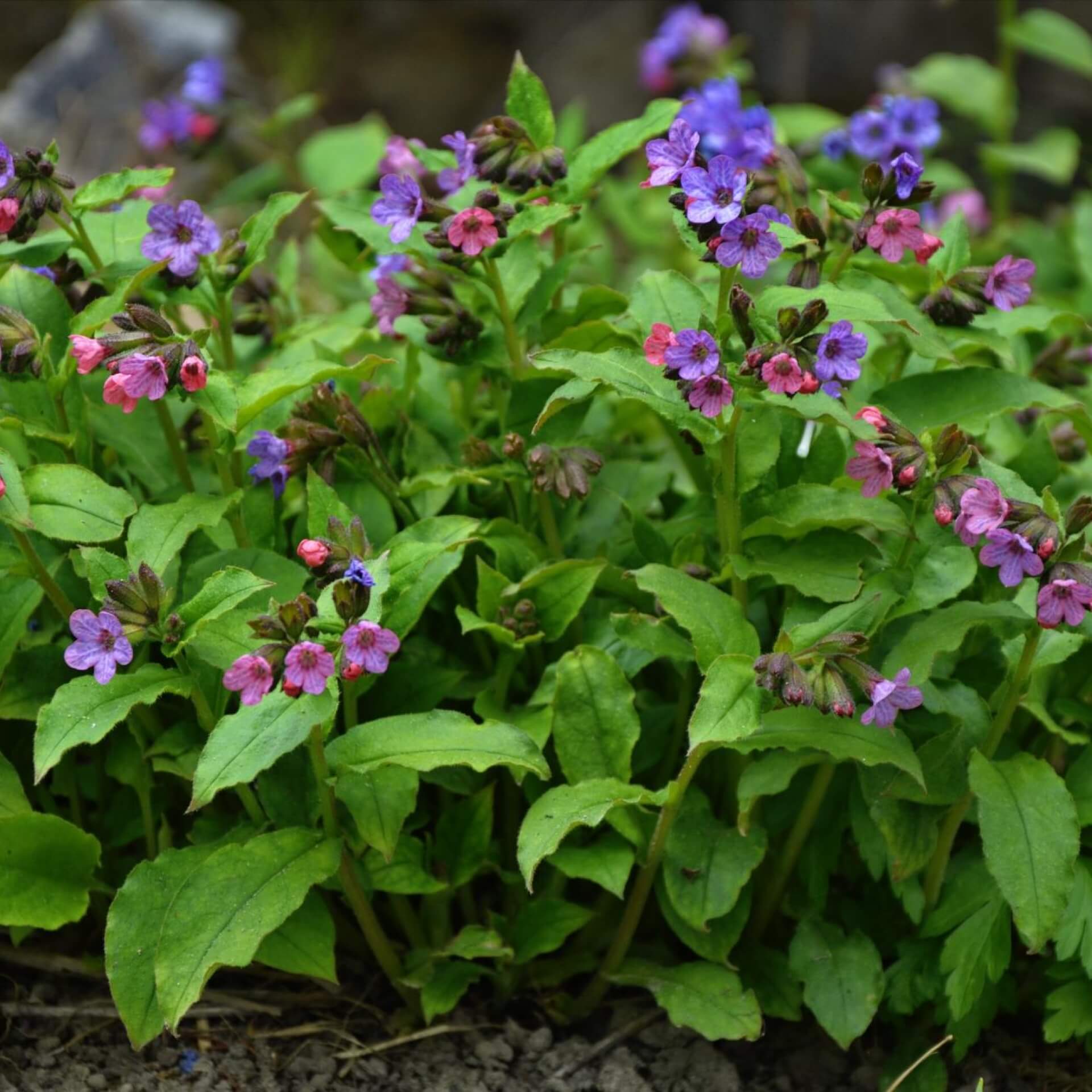 Geflecktes Lungenkraut (Pulmonaria officinalis)