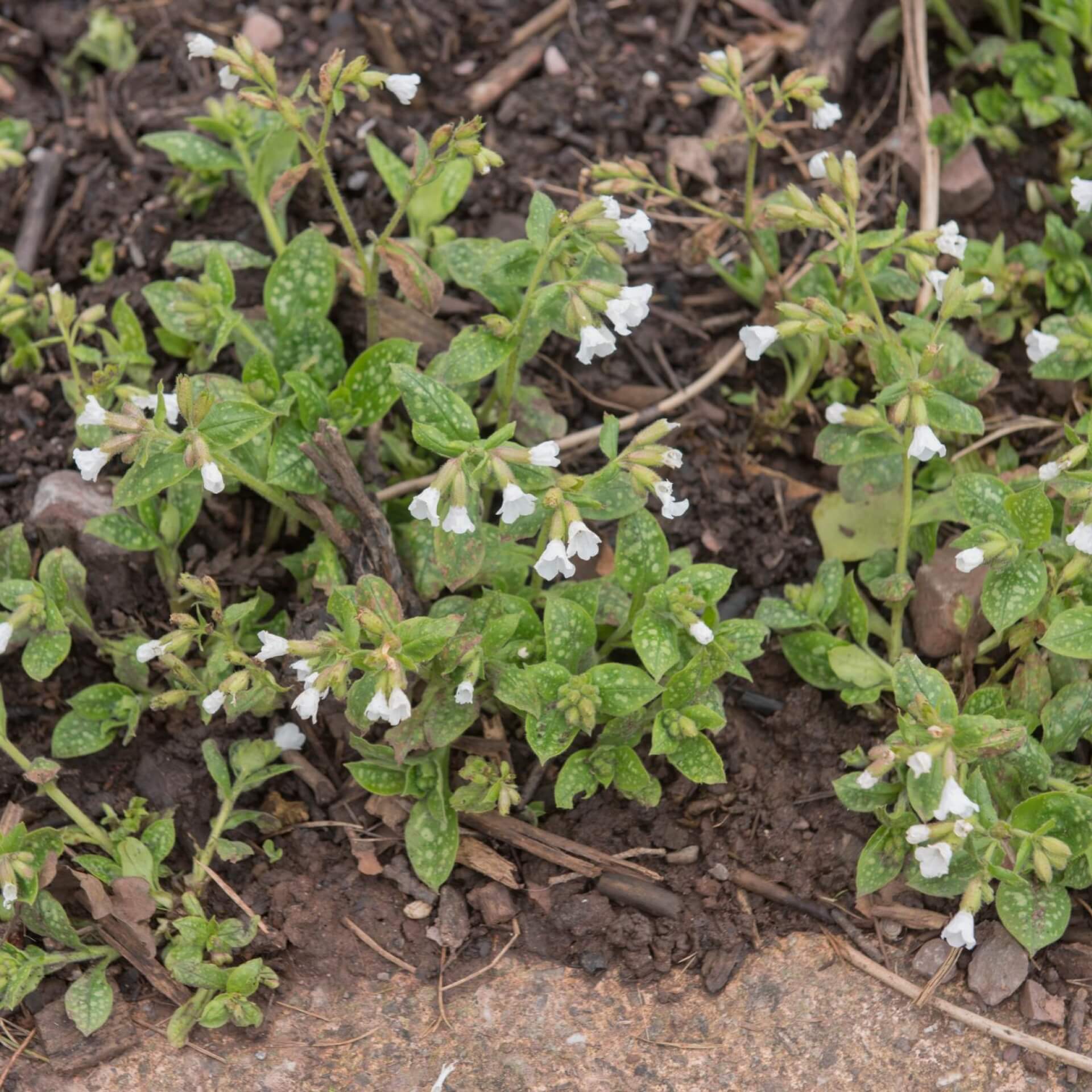 Geflecktes Lungenkraut 'Sissinghurst White' (Pulmonaria officinalis 'Sissinghurst White')