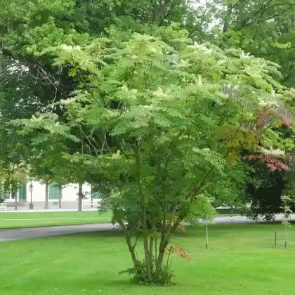 Foto von Japanischer Angelikabaum (Aralia elata)