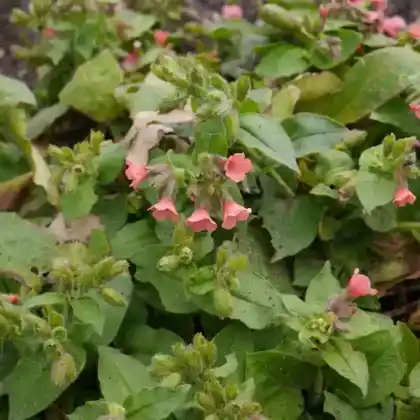 Foto von Rotblühendes Lungenkraut (Pulmonaria rubra)