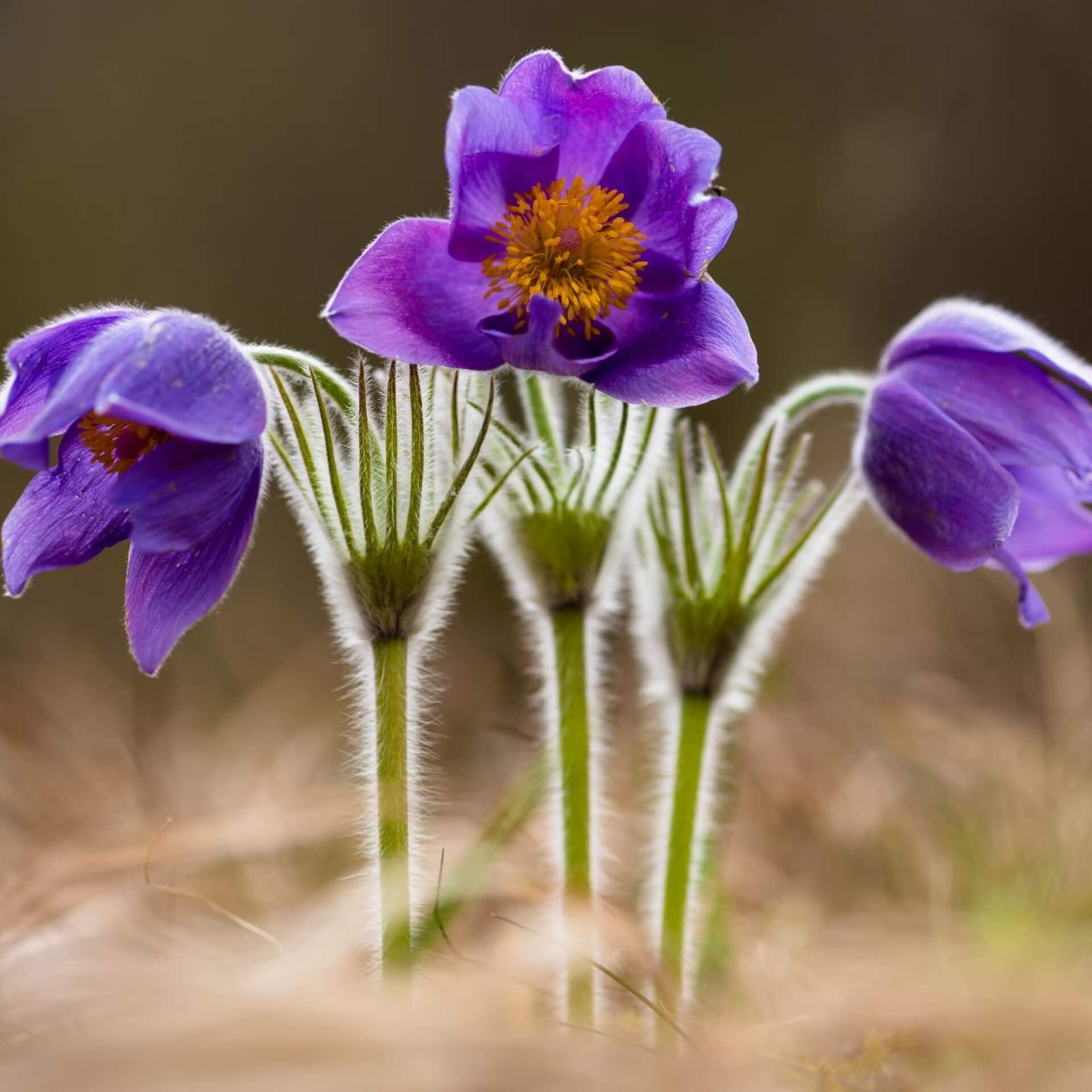 Große Kuhschelle (Pulsatilla grandis)