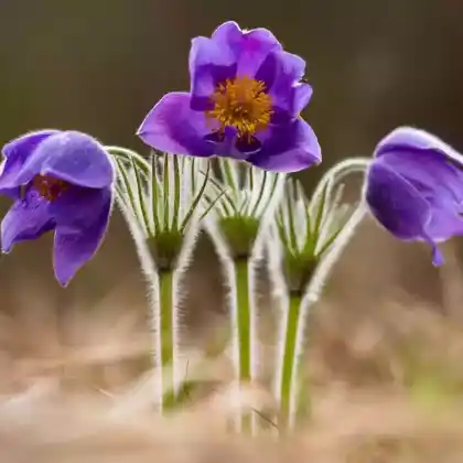 Foto von Große Kuhschelle (Pulsatilla grandis)