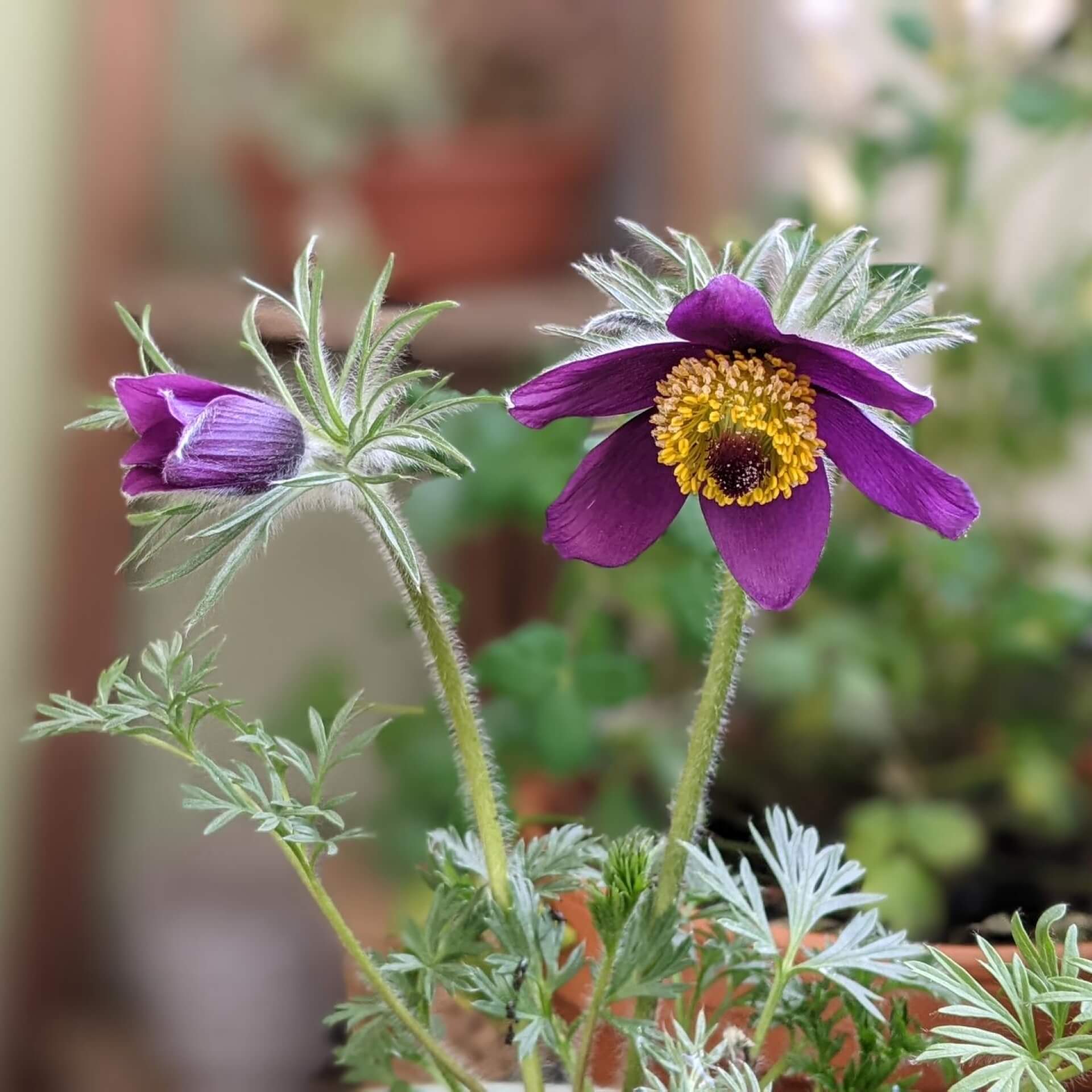 Gewöhnliche Kuhschelle (Pulsatilla vulgaris)