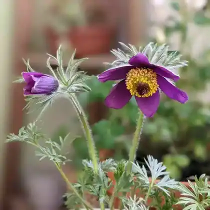 Foto von Gewöhnliche Kuhschelle (Pulsatilla vulgaris)