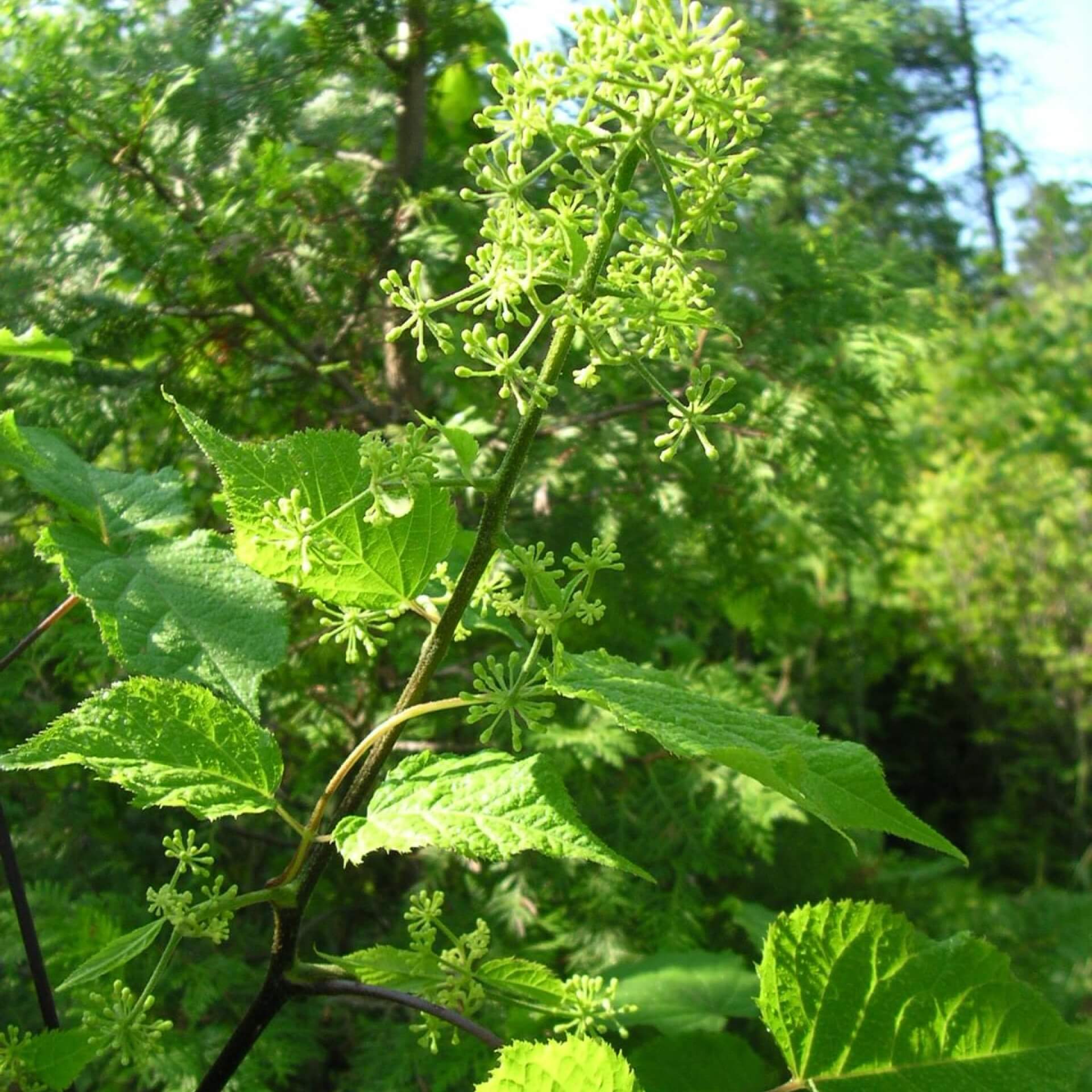 Amerikanische Narde (Aralia racemosa)