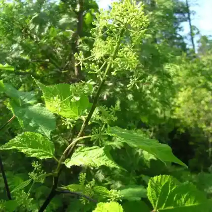 Foto von Amerikanische Narde (Aralia racemosa)