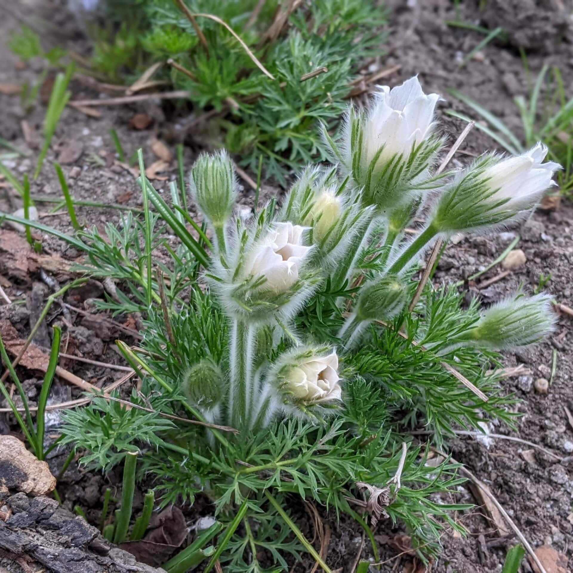 Weißblühende Küchenschelle 'Alba' (Pulsatilla vulgaris 'Alba')