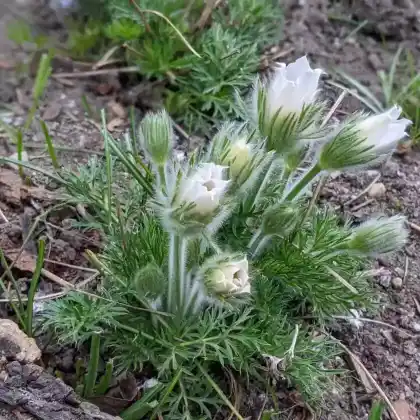 Foto von Weißblühende Küchenschelle 'Alba' (Pulsatilla vulgaris 'Alba')