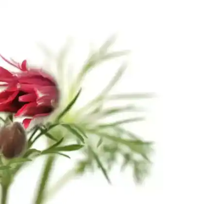 Foto von Küchenschelle 'Röde Klokke' (Pulsatilla vulgaris 'Röde Klokke')