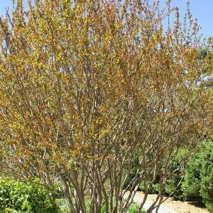 Punica granatum
