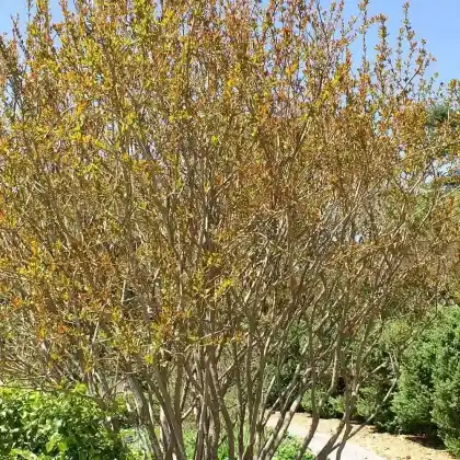Foto von Granatapfel (Punica granatum)