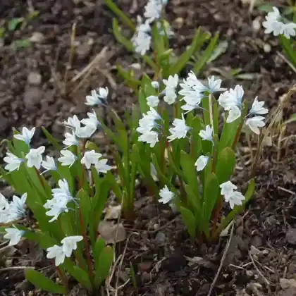 Foto von Puschkinie (Puschkinia scilloides)