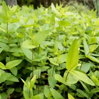 Foto von Amerikanische Bergminze (Pycnanthemum albescens)